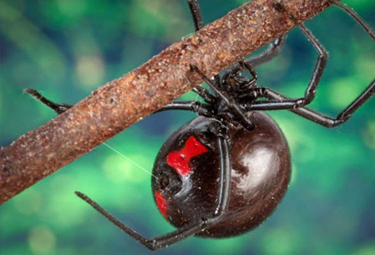 Identificando y diferenciando entre picaduras de insectos y mordeduras de arañas