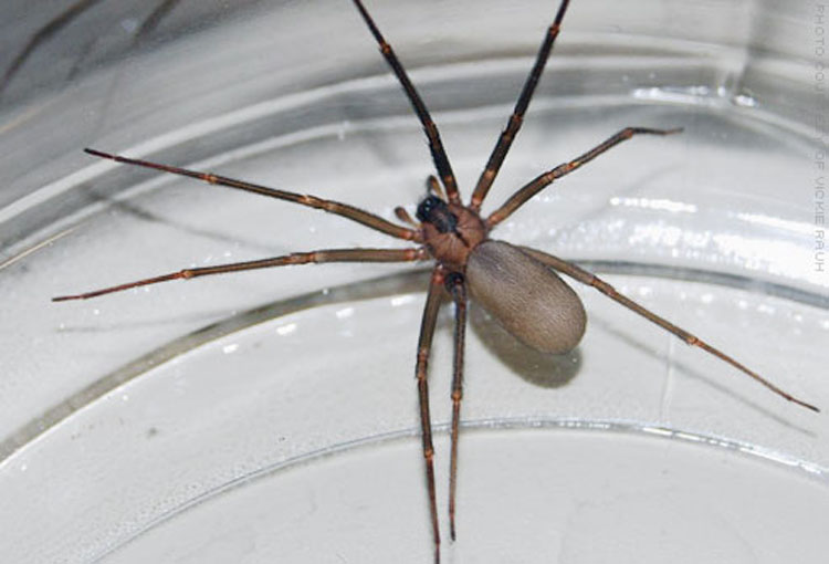 Identificando y diferenciando entre picaduras de insectos y mordeduras de arañas