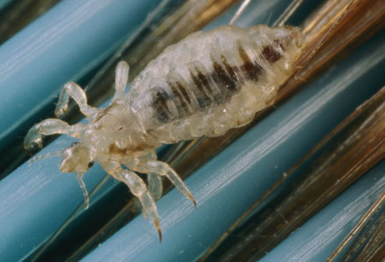 Identificando y diferenciando entre picaduras de insectos y mordeduras de arañas