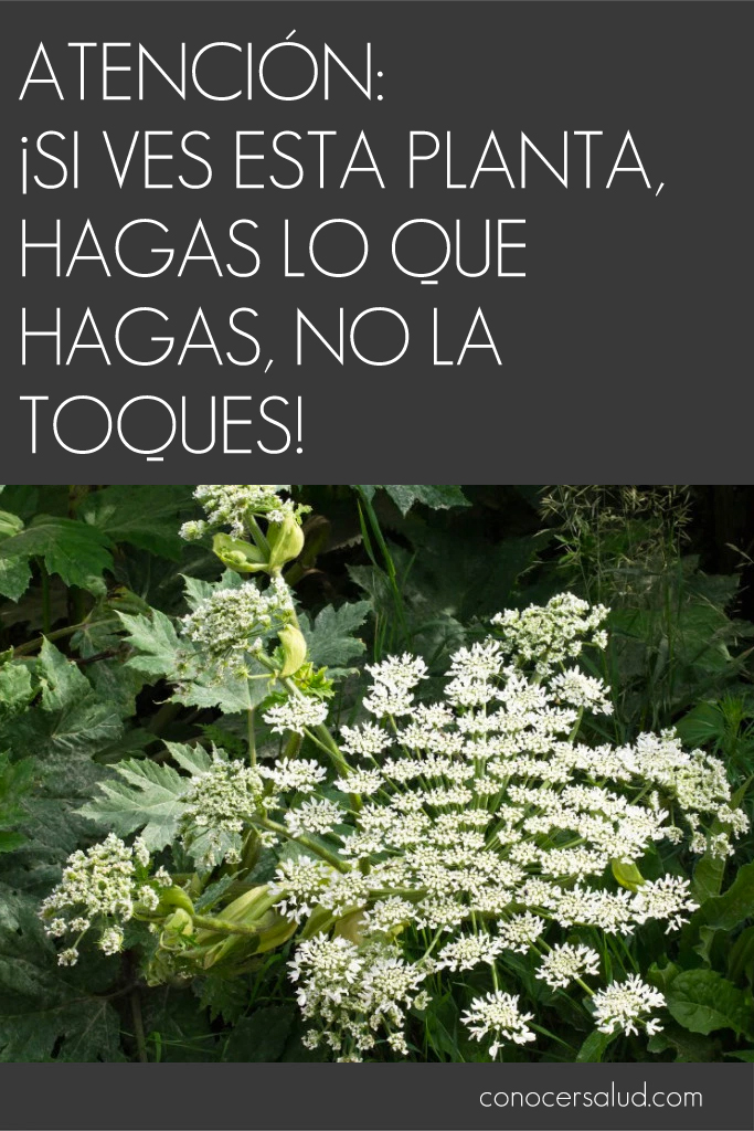 ATENCIÓN: ¡Si ves esta planta, hagas lo que hagas, NO la toques!