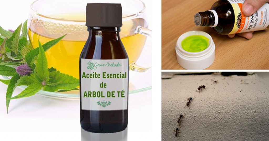 5 usos del aceite del árbol del té que la mayoría de la gente desconoce