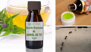 5 usos del aceite del árbol del té que la mayoría de la gente desconoce