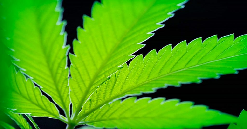 Más de 100 estudios científicos concuerdan en que el cannabis aniquila el cáncer