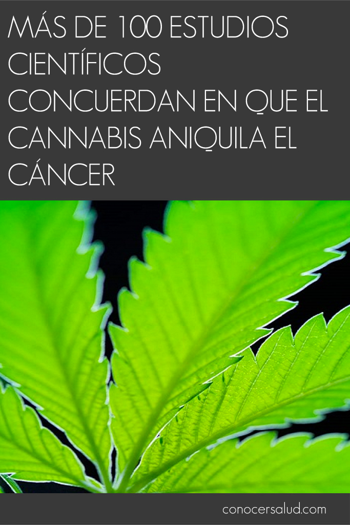 Más de 100 estudios científicos concuerdan en que el cannabis aniquila el cáncer