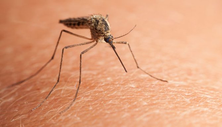 Las razones sorprendentes por las que los mosquitos pican a algunas personas y no tocan a otras