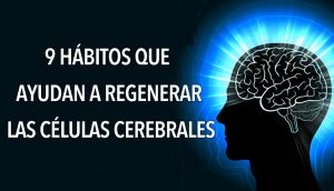 9 hábitos que ayudan a regenerar las células cerebrales