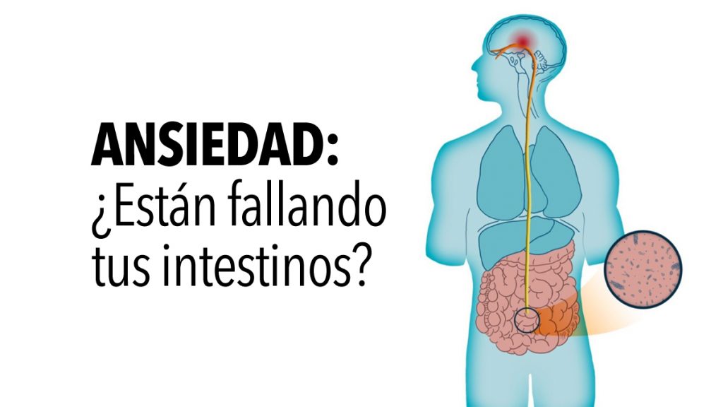 Investigadores explican cómo sus bacterias intestinales causan ansiedad, según la ciencia