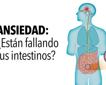 Investigadores explican cómo sus bacterias intestinales causan ansiedad, según la ciencia