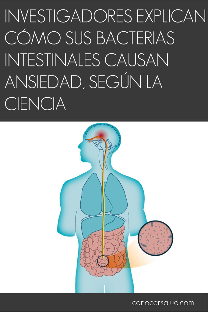 Investigadores explican cómo sus bacterias intestinales causan ansiedad, según la ciencia