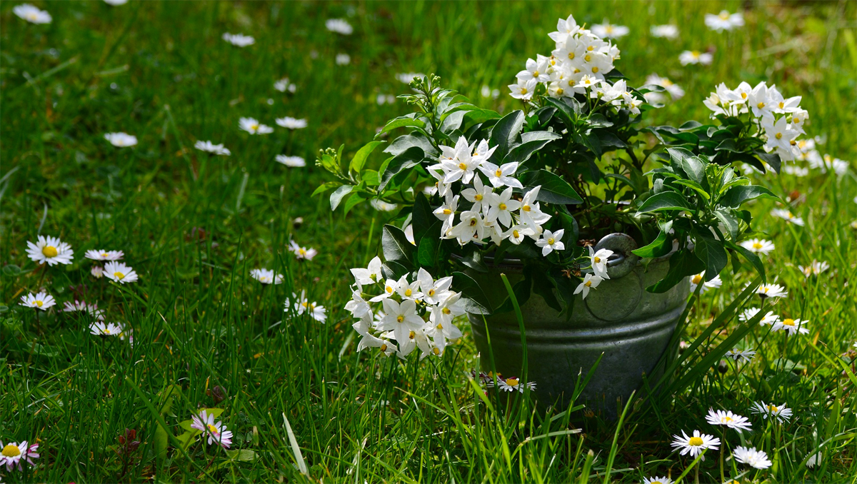 8 plantas que necesita en su casa para evitar las energías negativas