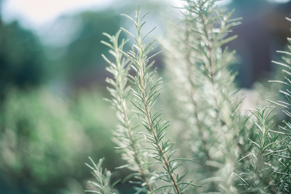 8 plantas que necesita en su casa para evitar las energías negativas