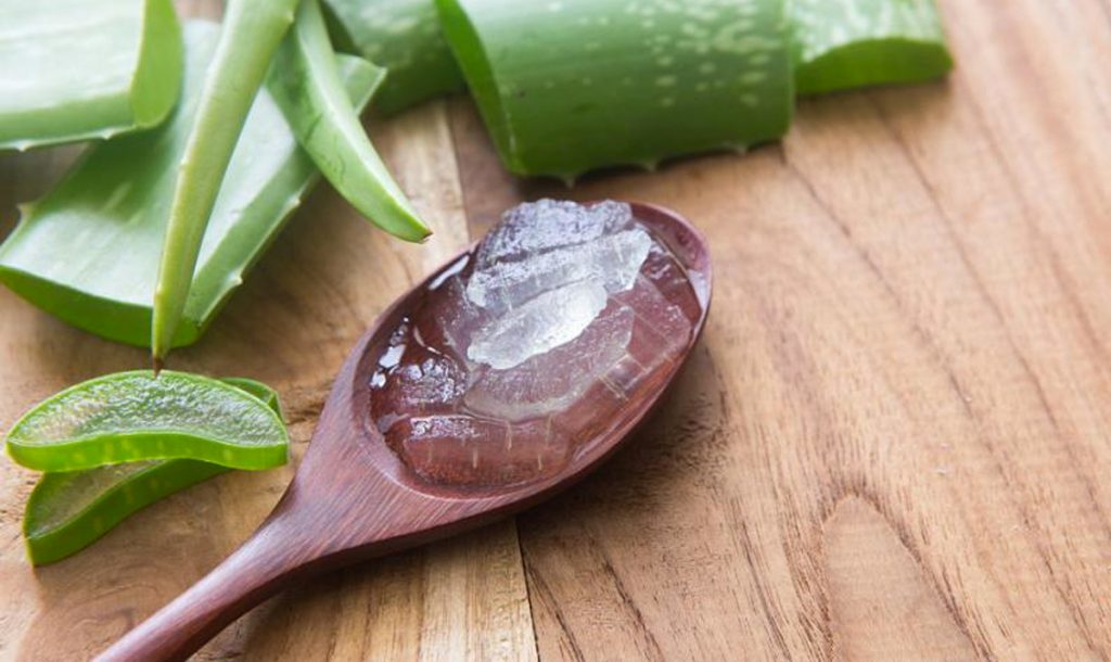 Ésto hace el Aloe Vera: ¿Por qué los egipcios la llamaron la planta de la inmortalidad?