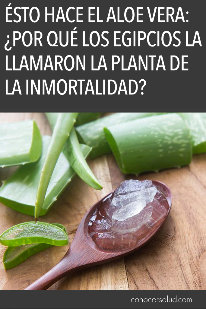 Ésto hace el Aloe Vera: ¿Por qué los egipcios la llamaron la planta de la inmortalidad?