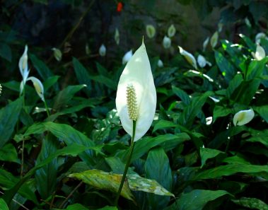 8 plantas que necesita en su casa para evitar las energías negativas