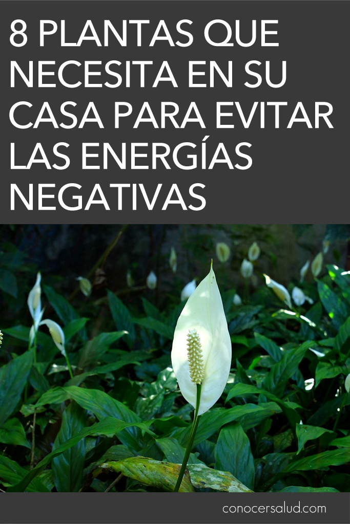 8 plantas que necesita en su casa para evitar las energías negativas