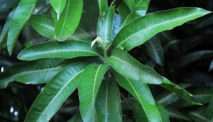 Hervir hojas de mango puede ser una cura eficaz para la diabetes
