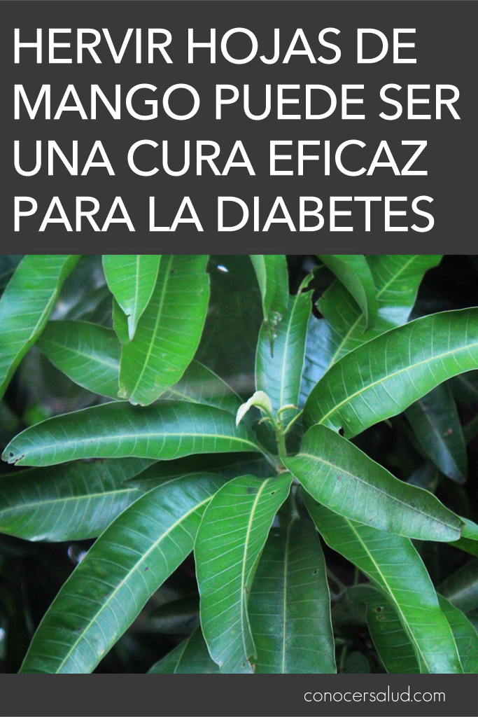 Hervir hojas de mango puede ser una cura eficaz para la diabetes