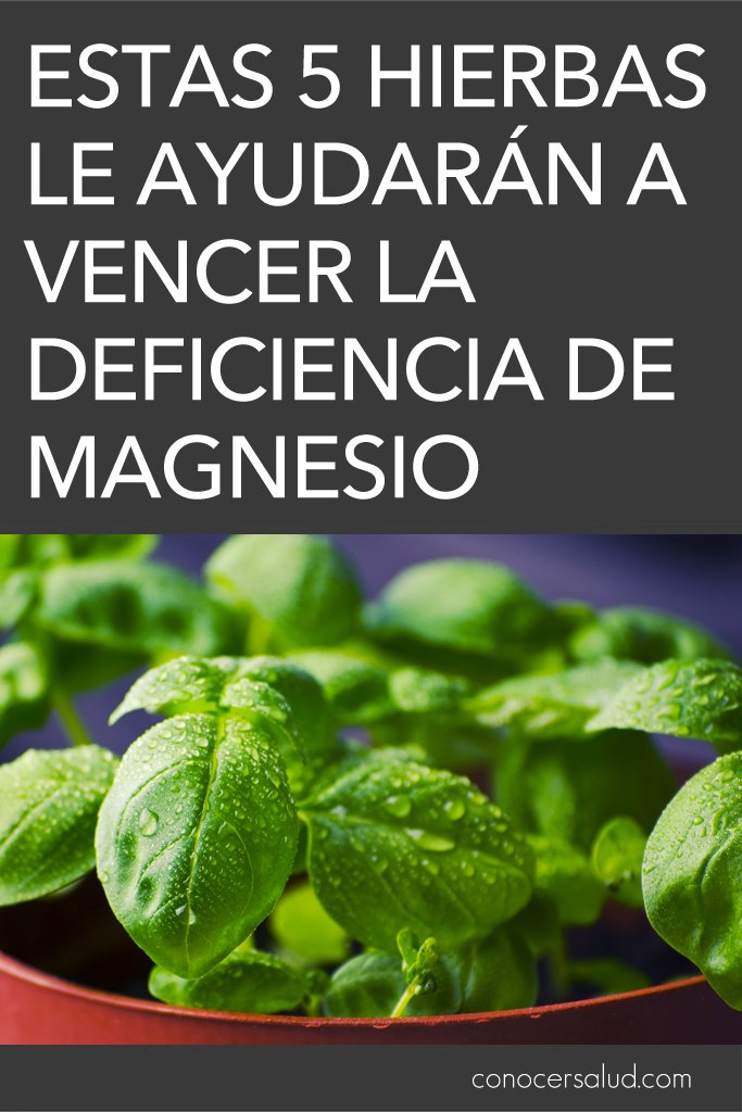 Estas 5 hierbas le ayudarán a vencer la deficiencia de magnesio