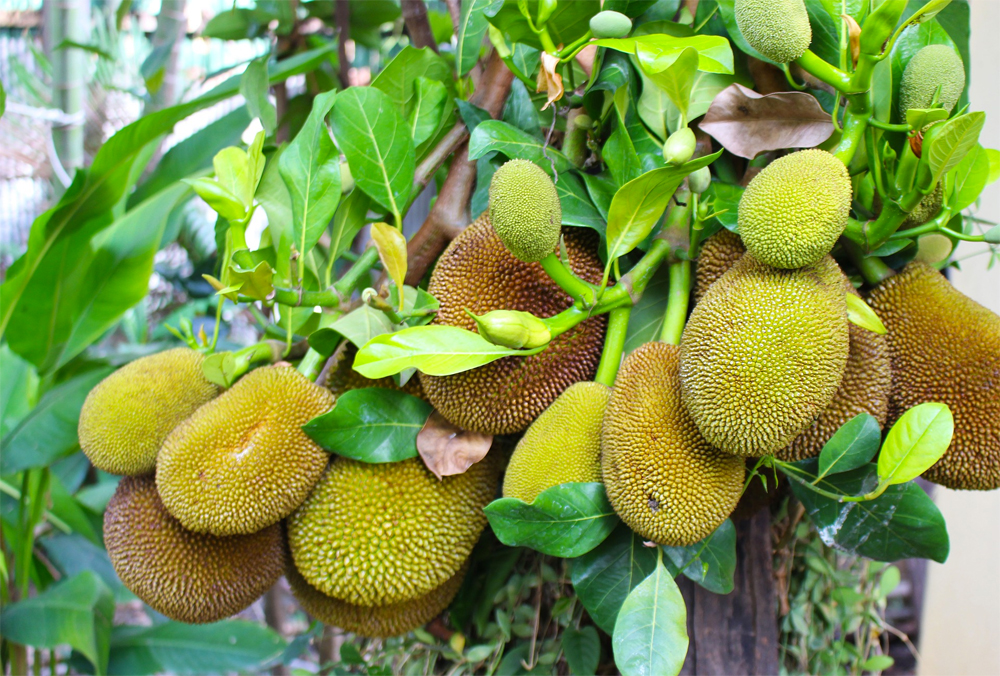 El Jackfruit (o jaca) se une al arsenal de poderosos alimentos para matar el cáncer