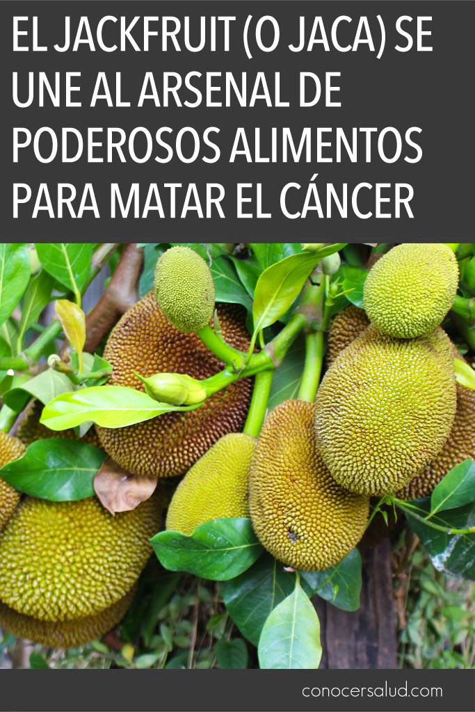 El Jackfruit (o jaca) se une al arsenal de poderosos alimentos para matar el cáncer