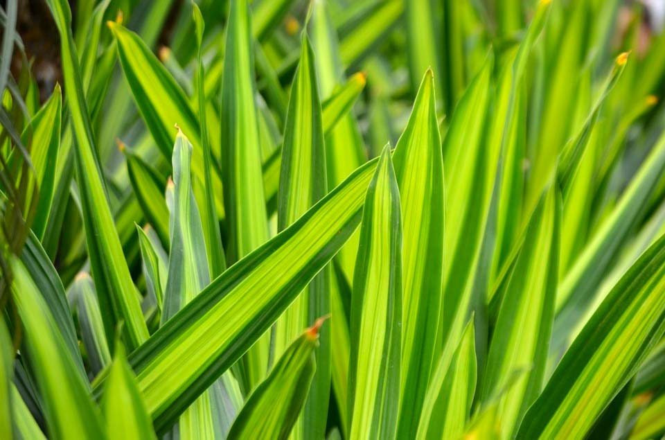 9 plantas de dormitorio que le ayudarán a dormir mejor