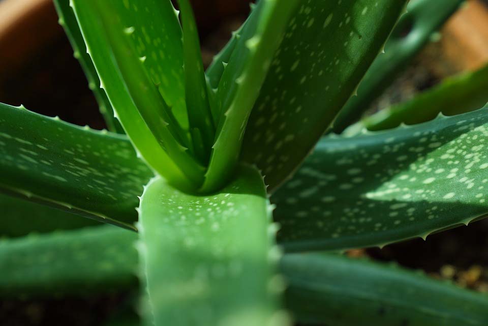 9 plantas de dormitorio que le ayudarán a dormir mejor