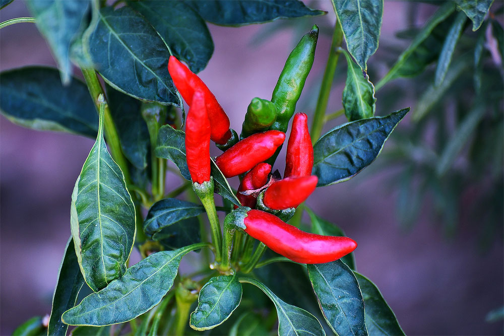 Receta del tónico maestro de 7 ingredientes que te ayudará a eliminar las infecciones de tu cuerpo