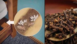 11 remedios caseros para deshacerse de los chinches de la cama naturalmente