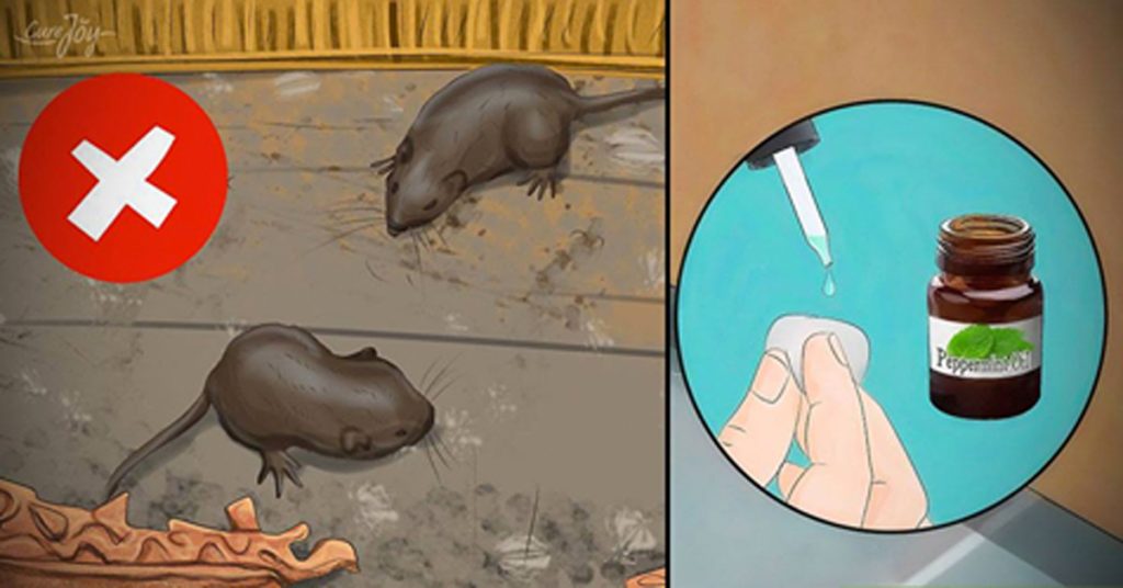 7 maneras naturales de mantener los ratones fuera de su hogar