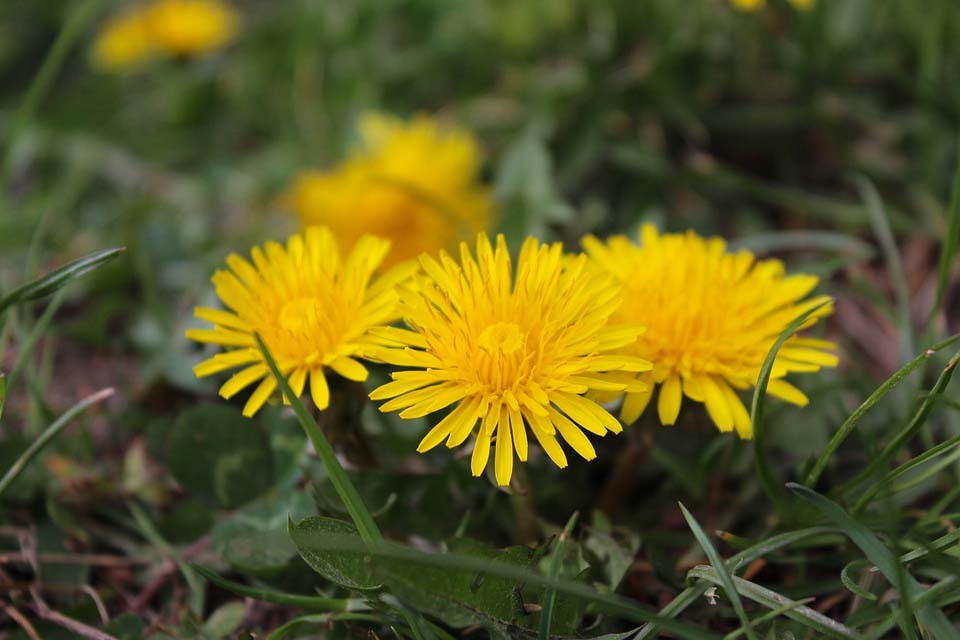 7 de los mejores diuréticos naturales para reducir la retención de líquidos