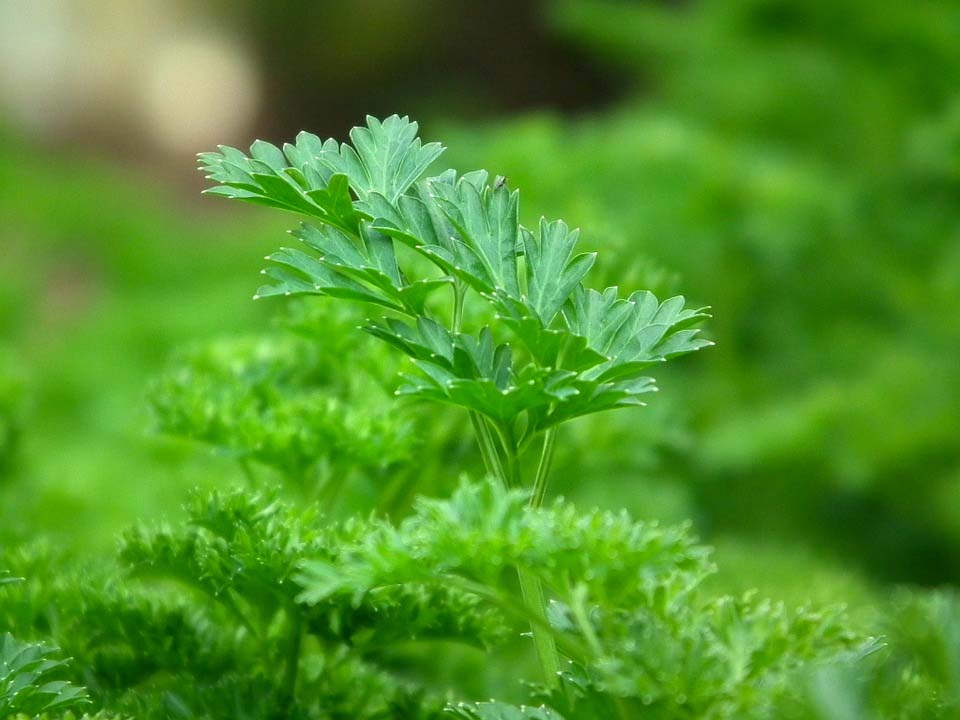 7 de los mejores diuréticos naturales para reducir la retención de líquidos