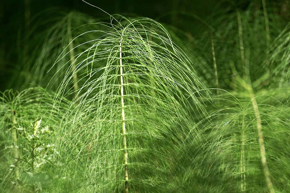 7 de los mejores diuréticos naturales para reducir la retención de líquidos