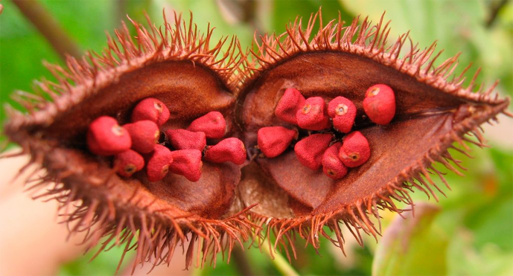 10 alimentos alcalinos que limpiarán, repararán y producirán nuevas células en su cuerpo