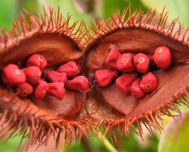 10 alimentos alcalinos que limpiarán, repararán y producirán nuevas células en su cuerpo