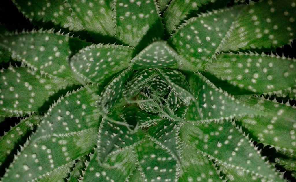 9 Plantas que emiten más oxígeno durante la noche