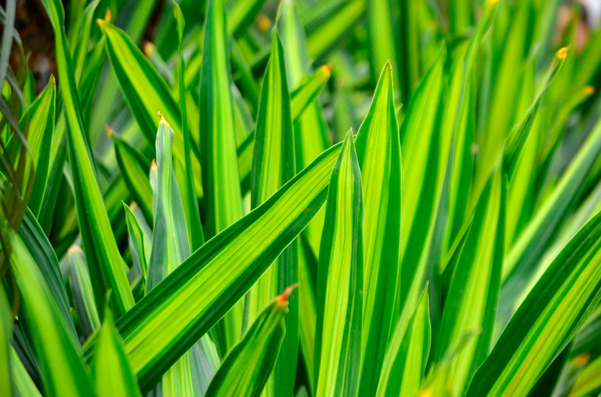 9 Plantas que emiten más oxígeno durante la noche