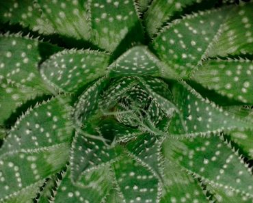 9 Plantas que emiten más oxígeno durante la noche