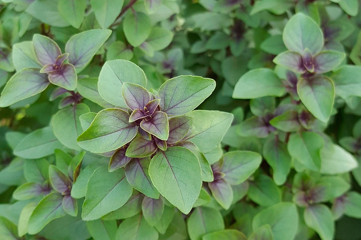 9 Plantas que emiten más oxígeno durante la noche