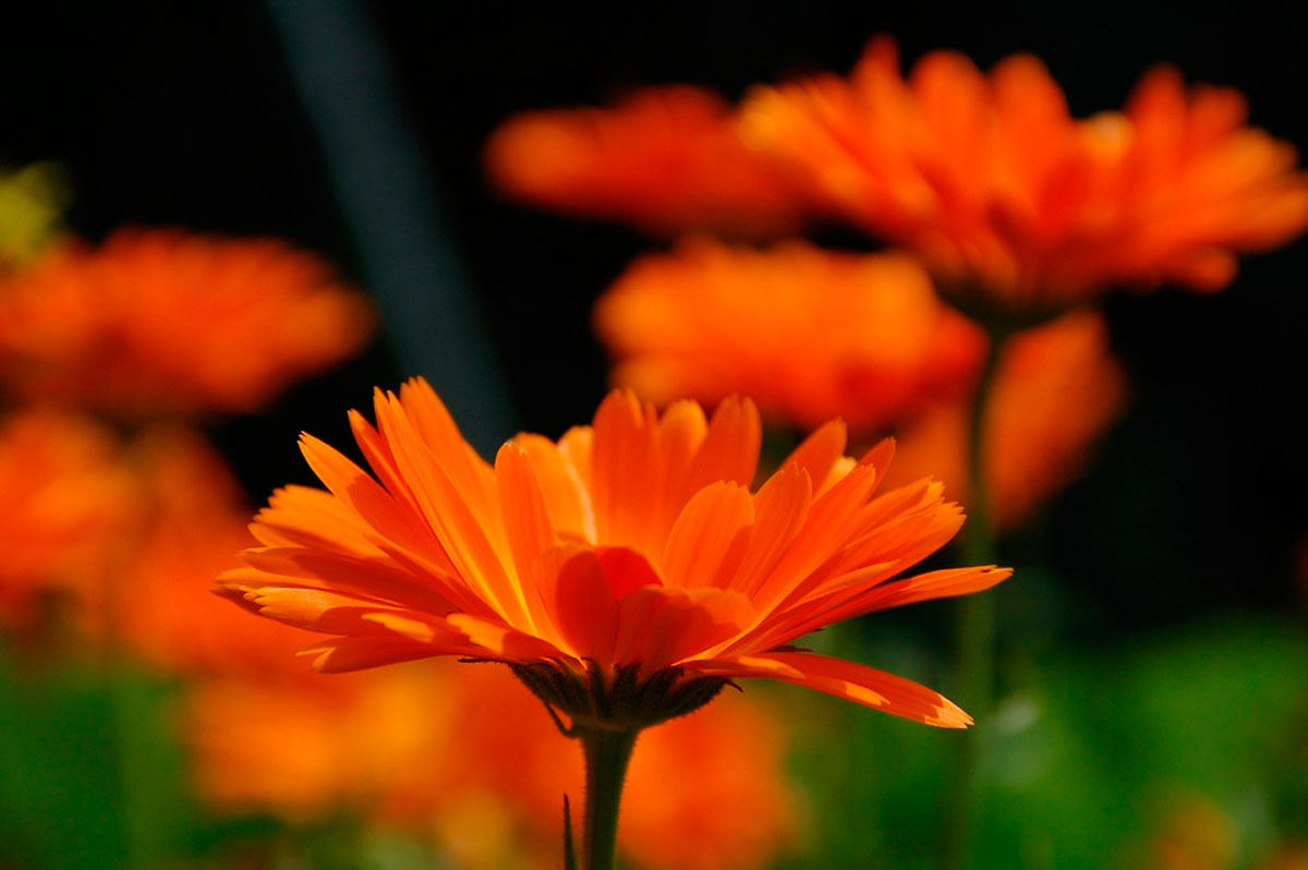 9 Plantas que emiten más oxígeno durante la noche