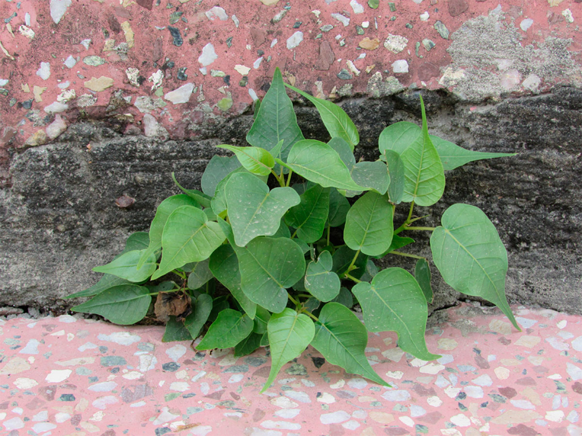 9 Plantas que emiten más oxígeno durante la noche