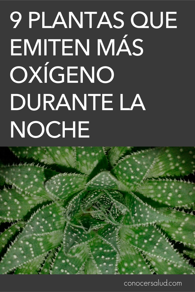 9 Plantas que emiten más oxígeno durante la noche