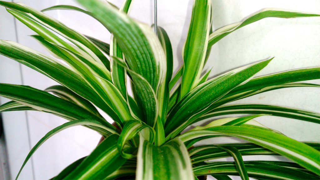 12 de las mejores plantas para tener un aire interior más limpio