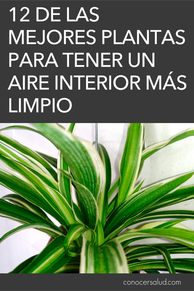 12 de las mejores plantas para tener un aire interior más limpio