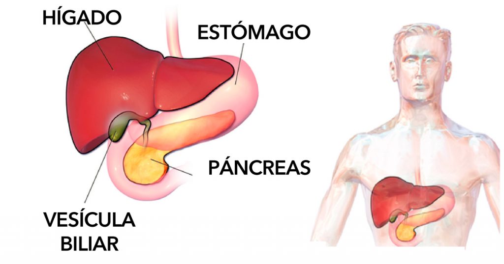 6 grandes alimentos que pueden ayudar a prevenir los cálculos biliares