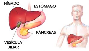 6 grandes alimentos que pueden ayudar a prevenir los cálculos biliares