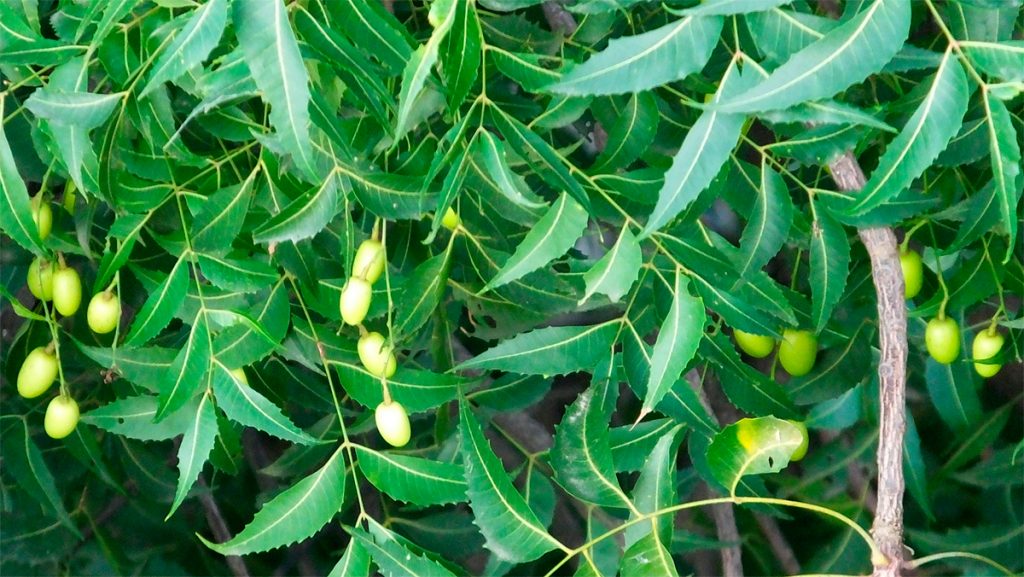 12 asombrosos beneficios para la salud de las hojas de neem (o nimbo)