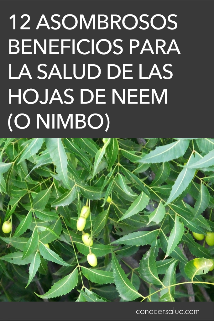 12 asombrosos beneficios para la salud de las hojas de neem (o nimbo)