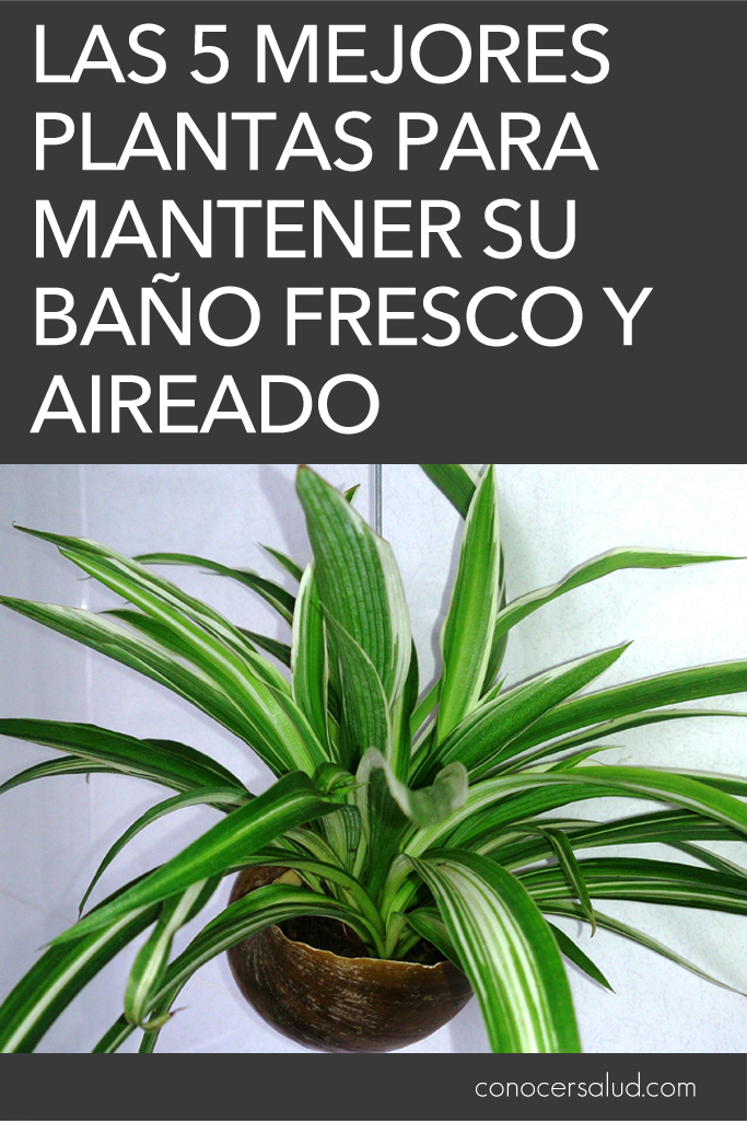 Las 5 mejores plantas para mantener su baño fresco y aireado