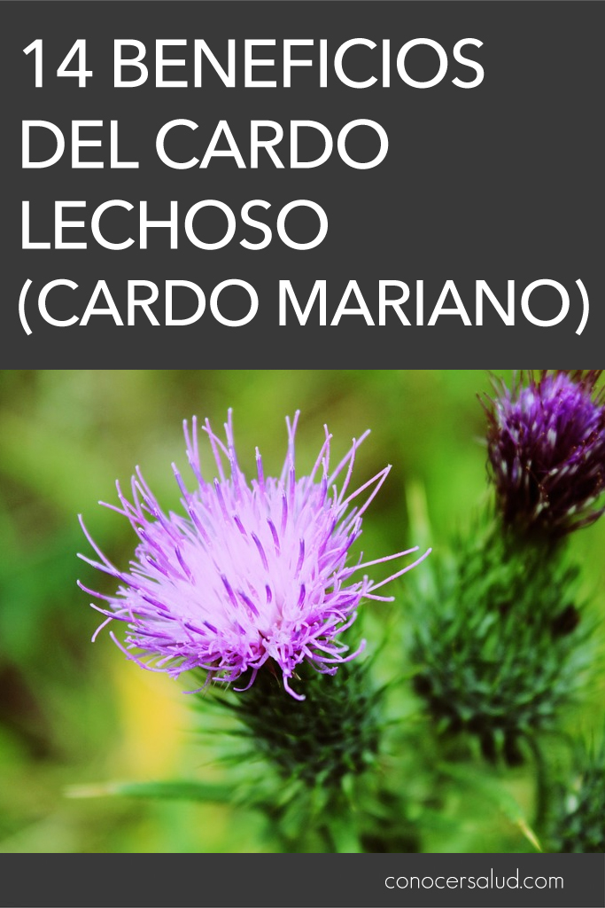 14 Beneficios del cardo lechoso (cardo mariano)