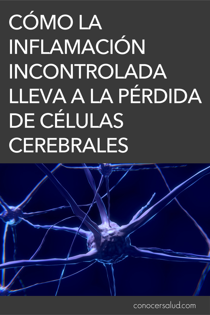 Cómo la inflamación incontrolada lleva a la pérdida de células cerebrales